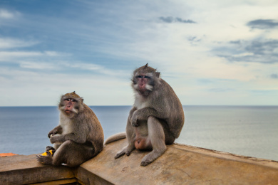Monkeys sit and eat it.