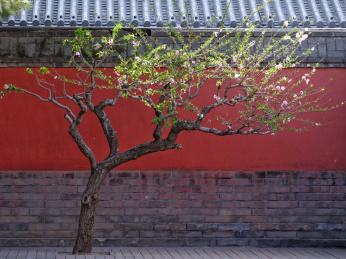 春天故宫红墙内的桃花