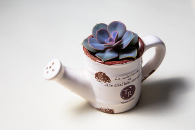 水壶里的多肉植物