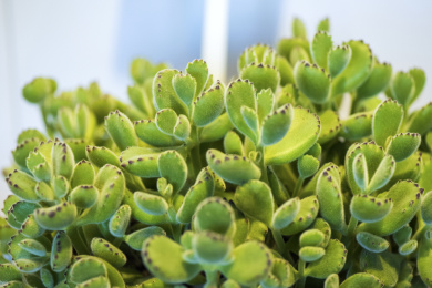 多肉植物熊童子