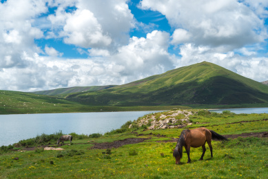 高原上湖泊边吃草的马儿