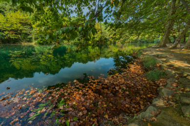 秋季梧桐树落叶水面倒影