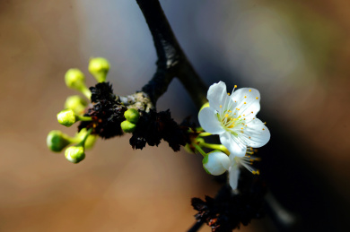 李子开花