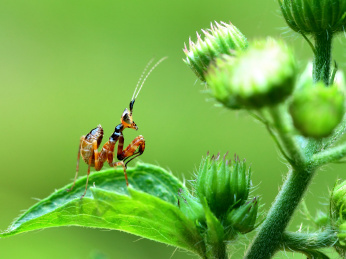 丽眼斑螳若虫 螳螂