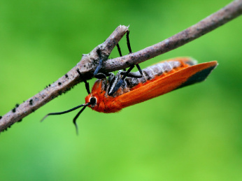 黑端榕蛾 蛾 榕蛾