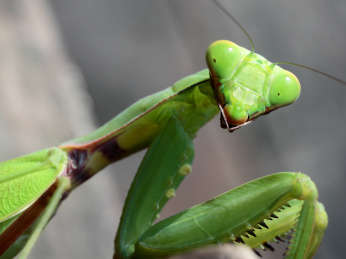 螳螂 螳螂 广斧螳螂