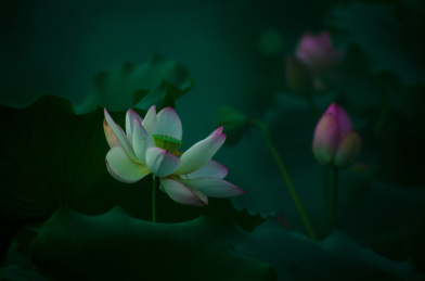 荷花和莲花的植物