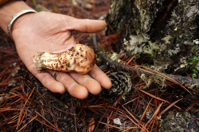 野生松茸