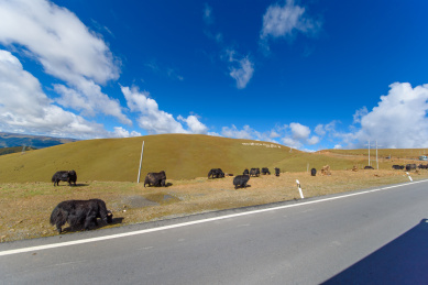 318国道旁的天然牧场