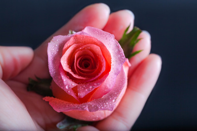 放在掌心的玫瑰花