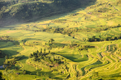 中国浙江茗岙梯田