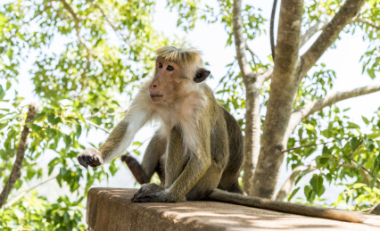 斯里兰卡 Sri Lanka 狮子岩猴子