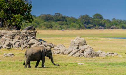 斯里兰卡 Sri Lanka 米内日亚国家公园野生动物保护区