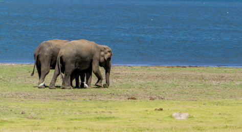 斯里兰卡 Sri Lanka