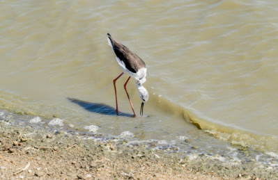 斯里兰卡 sri lanka 米内日亚国家公园野生动物保护区