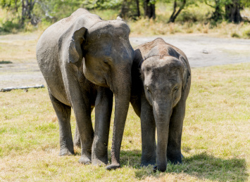 斯里兰卡 sri lanka 米内日亚国家公园野生动物保护区