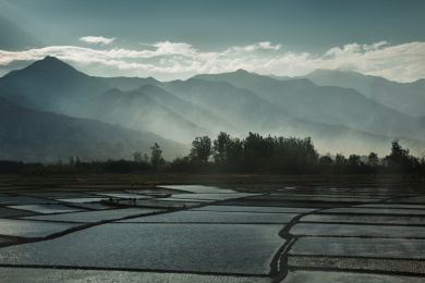 四川西昌的水稻农田