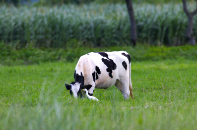 一只牛在草原上觅食
