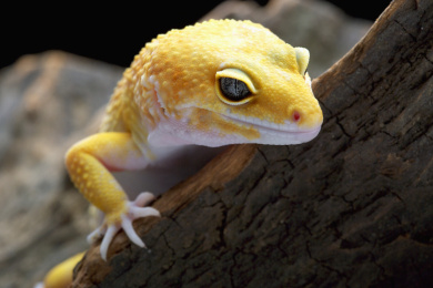 org.geckonet.gecko的简单介绍