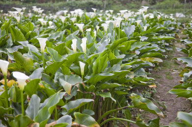 海芋 海芋 阳明山