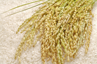 稻米,稻穗 9a00052