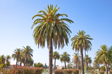 棕榈树,洛杉矶,加州,美国,北美洲