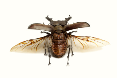 锹形虫,甲虫,昆虫,鞘翅目,高砂深山锹形虫