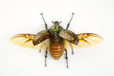 金龟子,甲虫,昆虫,长臂金龟,鞘翅目,台湾长臂金龟