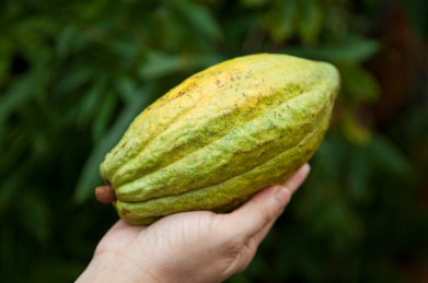 可可豆,屏东,台湾,亚洲