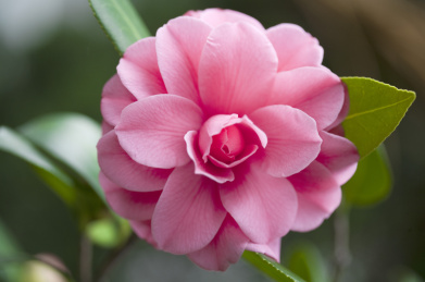 砂金,山茶花,花 9v00089