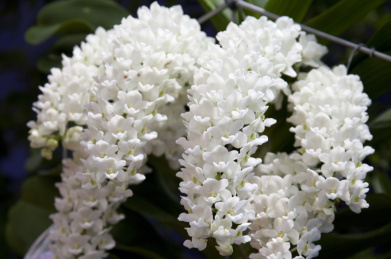 狐尾兰,兰花,花 9v00090