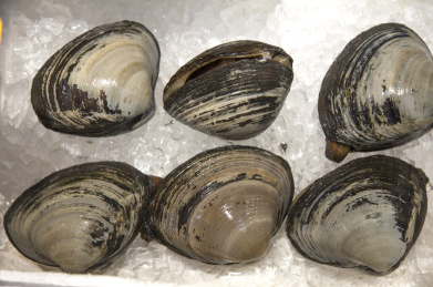 食物,蛤蛎,海鲜 9v00098