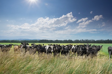 草原与牧场的奶牛在阳光明媚的日子在新西兰