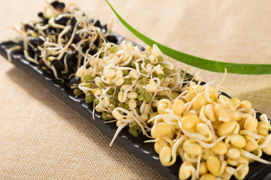 黑豆芽黄豆芽绿豆芽