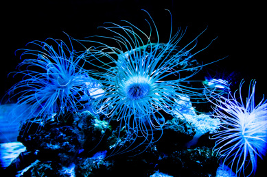 海洋深海野生珊瑚生物