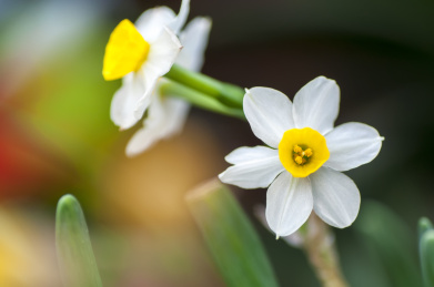 水仙花