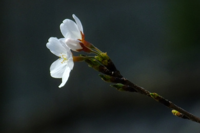 樱花