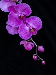 蝴蝶兰花