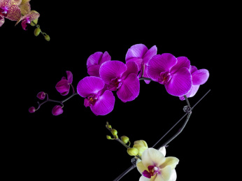 蝴蝶兰花