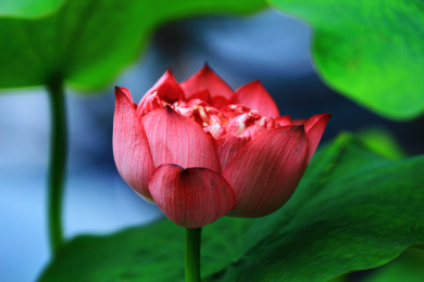 荷花