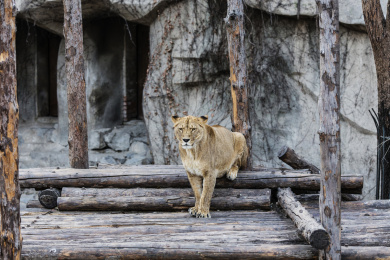 母狮子 北京 北京动物园