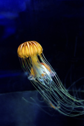 深海水母游弋漂浮精灵彩色轻盈妖娆婀娜多姿野生动物