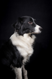 边境牧羊犬/宠物/狗