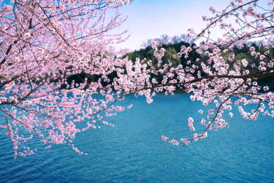 春天樱花