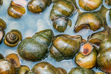 软体动物门中华园田螺水产物