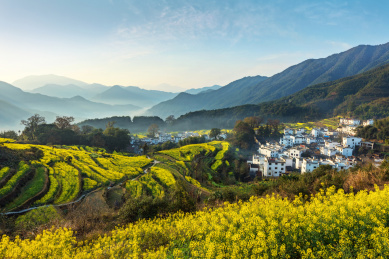 油菜花