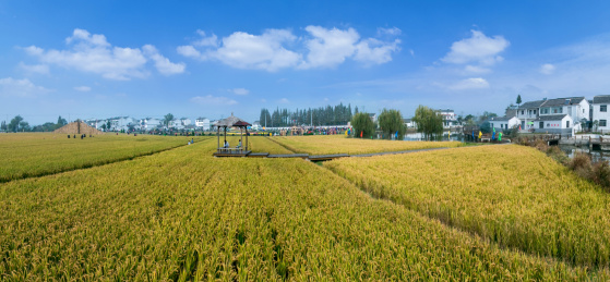 江苏省南京市江宁区湖墅镇三界村稻田自然景观