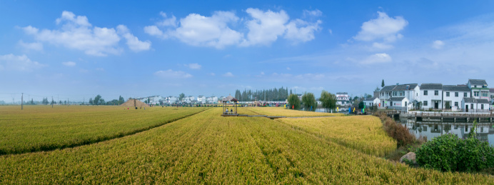 江苏省南京市江宁区湖墅镇三界村稻田自然景观