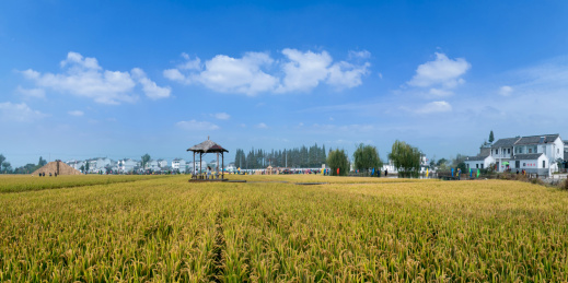 江苏省南京市江宁区湖墅镇三界村稻田自然景观