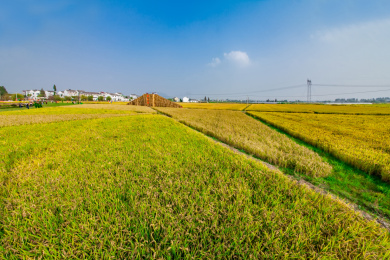 江苏省南京市江宁区湖墅镇三界村稻田自然景观